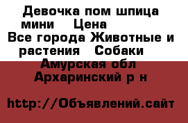 Девочка пом шпица мини  › Цена ­ 30 000 - Все города Животные и растения » Собаки   . Амурская обл.,Архаринский р-н